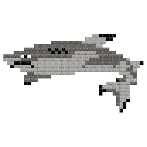 Blacktip Shark