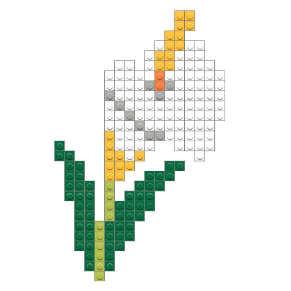 Calla