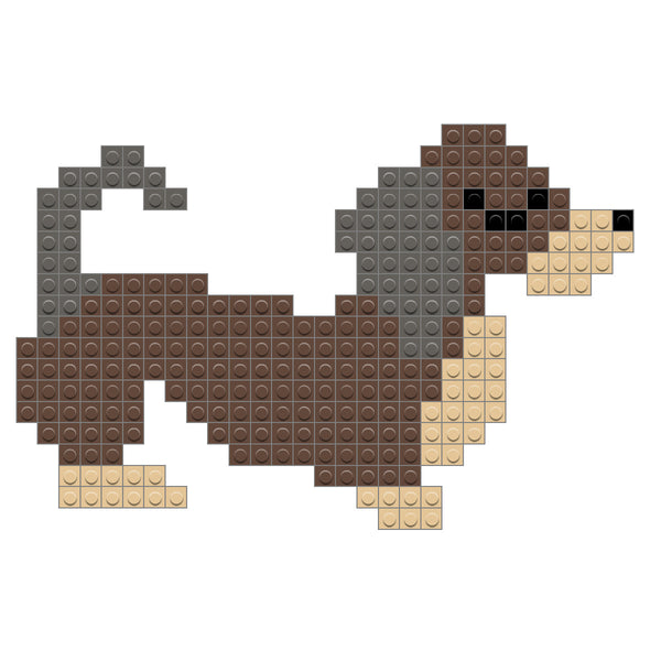 Dachshund