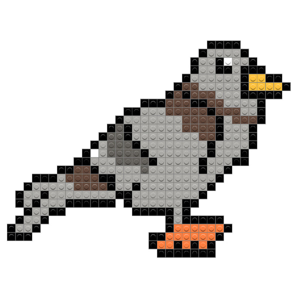 Pigeon