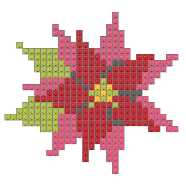 Poinsettia